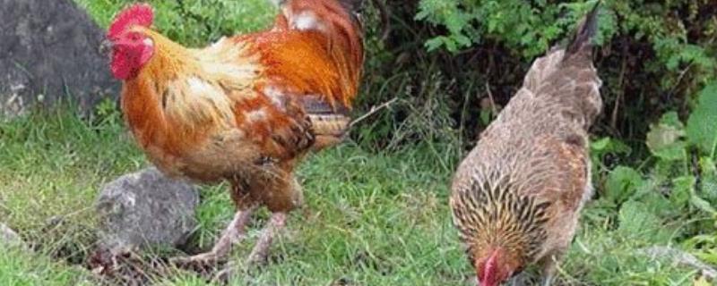 鸡的养殖技术和鸡病防治，附养殖技术和鸡病防治方法