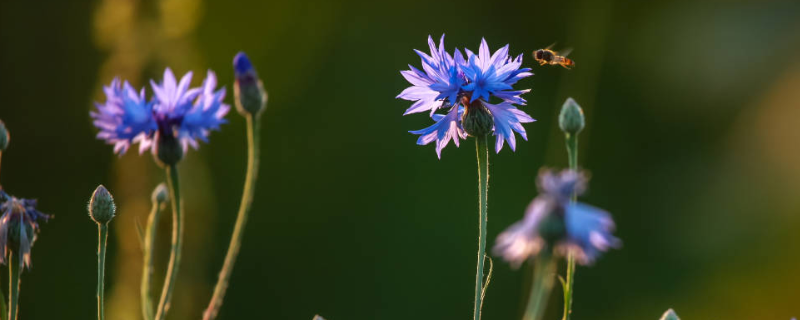 矢车菊的花语和传说介绍，如何种植矢车菊