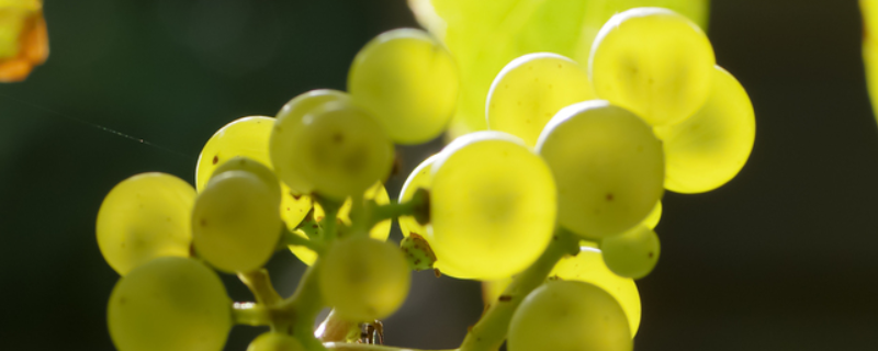 大棚温室葡萄栽培技术，附栽培要点