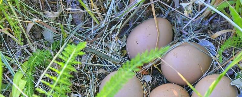 国内鸡蛋可以生吃吗，散养鸡蛋与养殖鸡蛋的区别