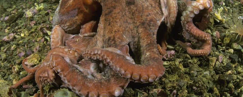 章鱼有几只脚？它有心脏和牙齿吗