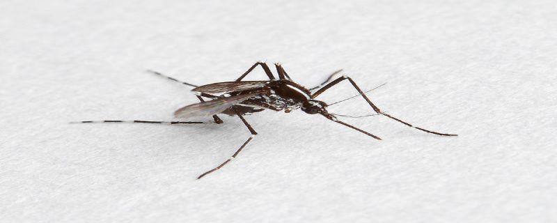 灭蚊子用什么农药，防蚊小妙招