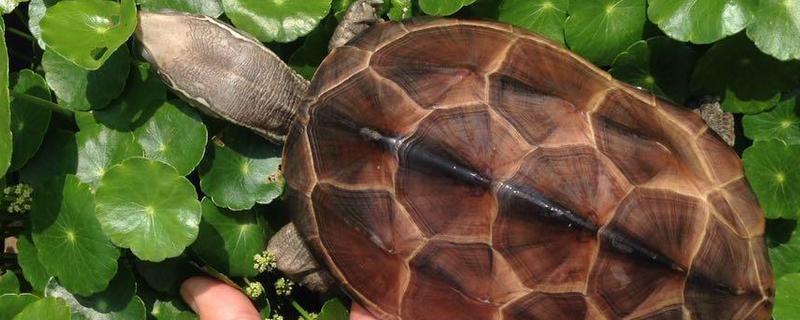 广东草龟和草龟的区别，品种和分布区域均不同
