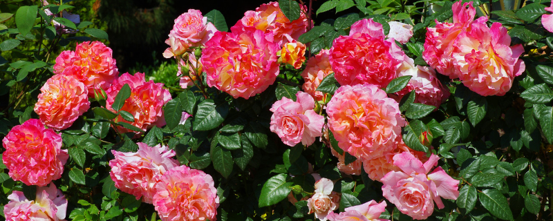 蔷薇一般几月份开花，月季、玫瑰和蔷薇的区别