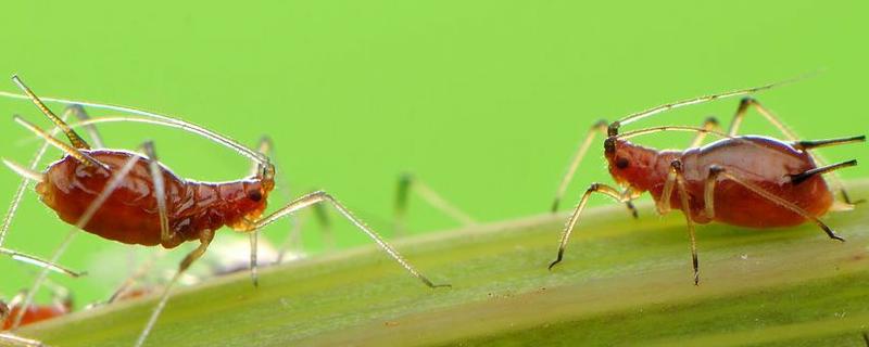 蚜虫的天敌有哪些？生物防治的方法有哪些