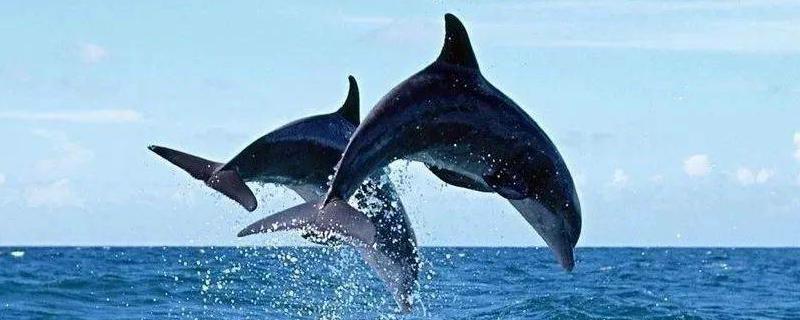 海豚是什么动物类型？用什么呼吸？尾巴有什么作用？