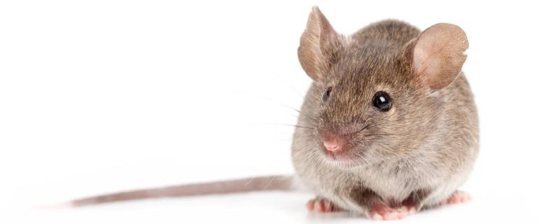 家庭灭鼠方法及农田综合控鼠技术，怎样有效灭鼠