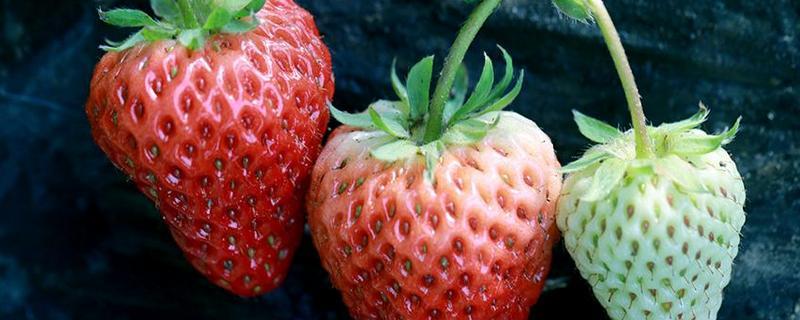 草莓的产地分布有哪些？种植一亩的效益是多少