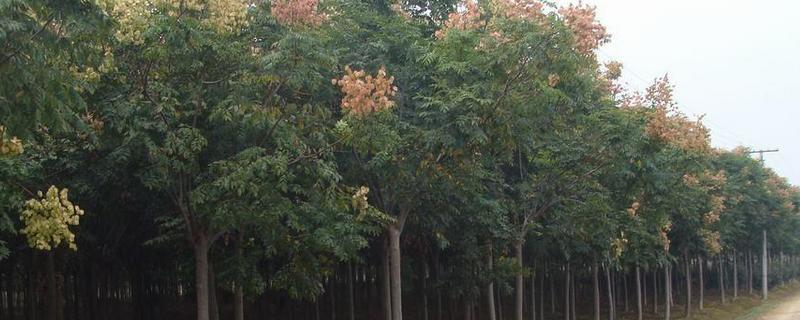 黄山栾树是常绿还是落叶树种？附种植技术