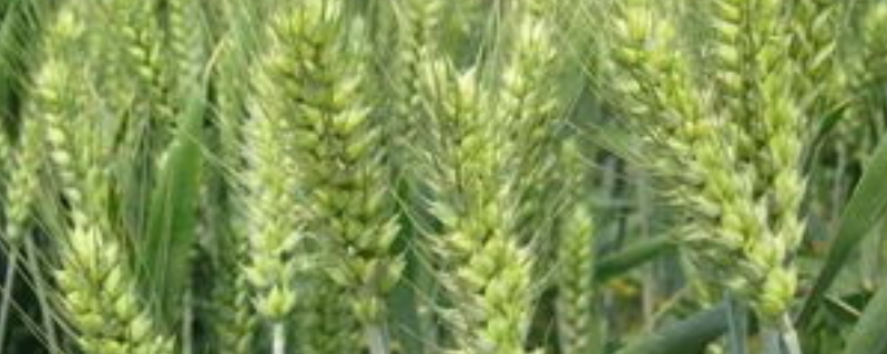 什么品种的小麦比较好，主要介绍以下四种
