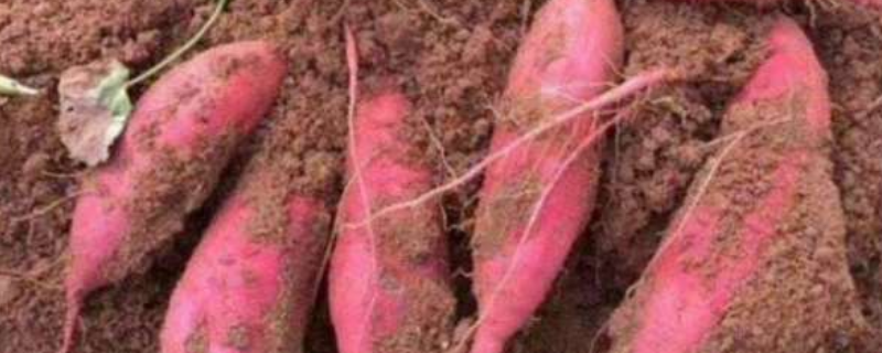西瓜红红薯的具体介绍，附种植要点