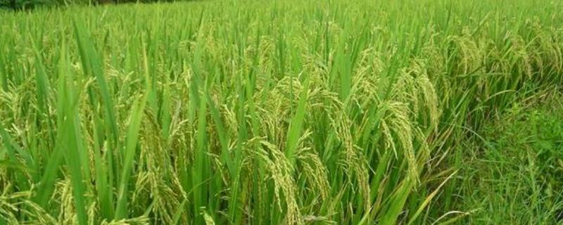 杂交水稻是不是转基因，杂交和转基因是什么意思