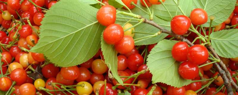 河南樱桃主要产自于哪里，产地和品种介绍