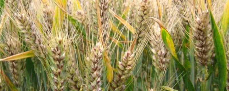 想要小麦高产应该如何栽培，需做好以下几点