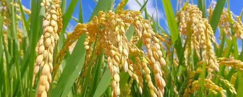 盐碱地水稻该如何种植，这五点是关键