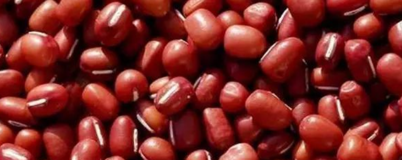 红豆一般会长在哪里，赤豆和相思豆的介绍