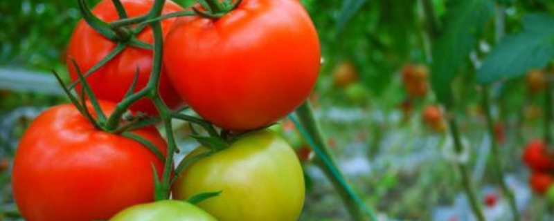 日光温室番茄该如何栽培，这六点是关键