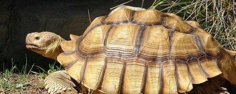 陆龟如何过冬，陆龟养殖条件有哪些