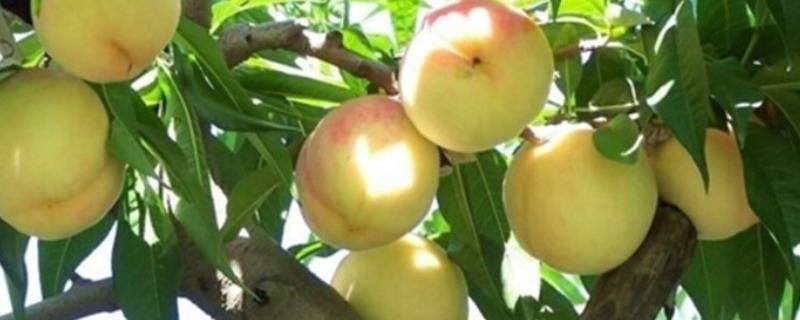 黄桃和油桃有什么不同，黄桃为什么都是做罐头