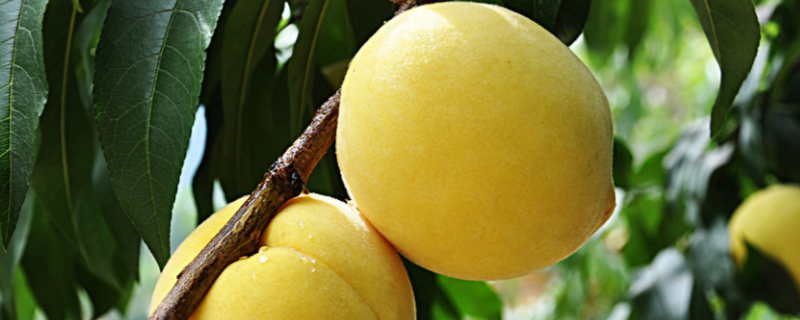 如何吃黄桃需要削皮吗，黄桃怎么做成罐头