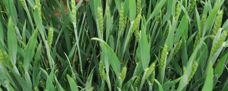 小麦苗期的病害主要有哪些，该怎么防治