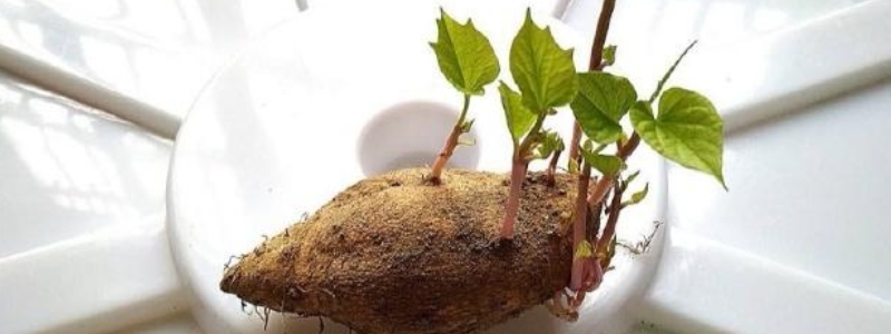 生了芽的地瓜还可以吃吗，红薯怎样储存才不会发芽
