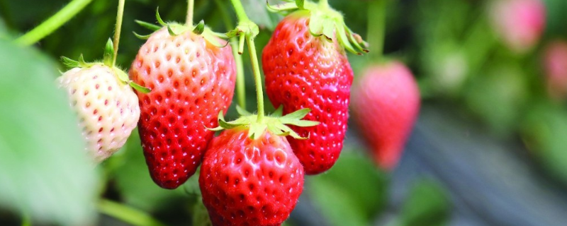 草莓产自哪里，如何保存新鲜草莓