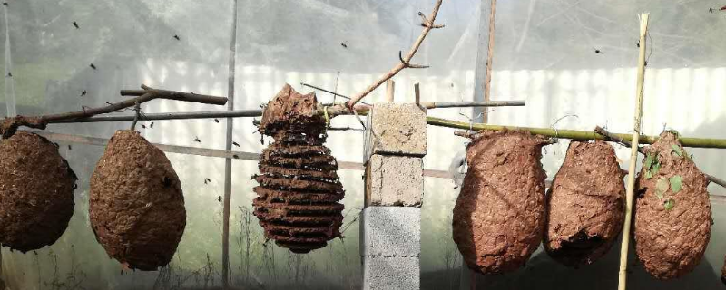 金环胡蜂该如何养殖，这四点是关键