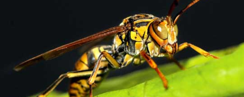 虎头蜂有哪些种类，如何避免虎头蜂叮咬