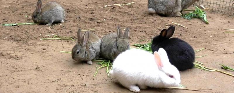兔子的养殖技术，需做好以下几点