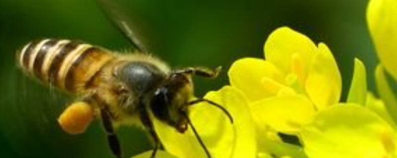 蜜蜂是益虫吗，蜜蜂蜇伤怎么处理