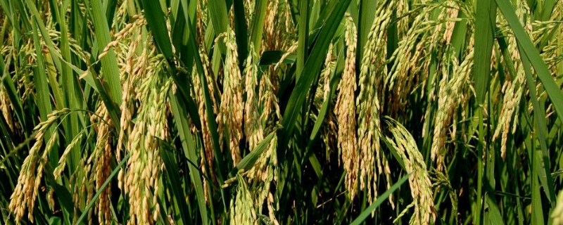 怎么看水稻是几叶一心，高产的水稻品种有哪些
