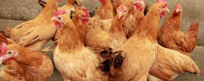 蛋鸡预混料配方有哪些，蛋鸡养殖的发展趋势