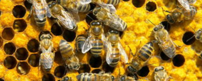 蜜蜂应该如何养殖和管理，附注意事项