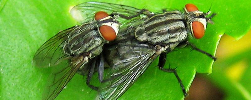苍蝇属于益虫还是害虫，生活习性是什么