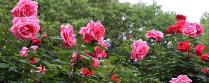 盆栽玫瑰应该如何施肥，养护期间需要注意什么