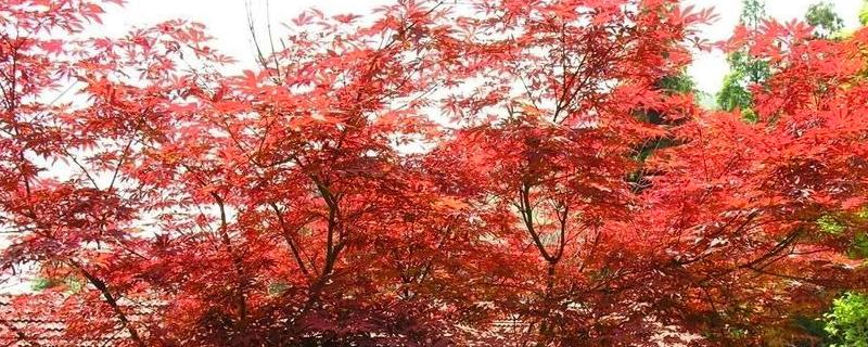 日本红枫的繁殖方法，附种植技术