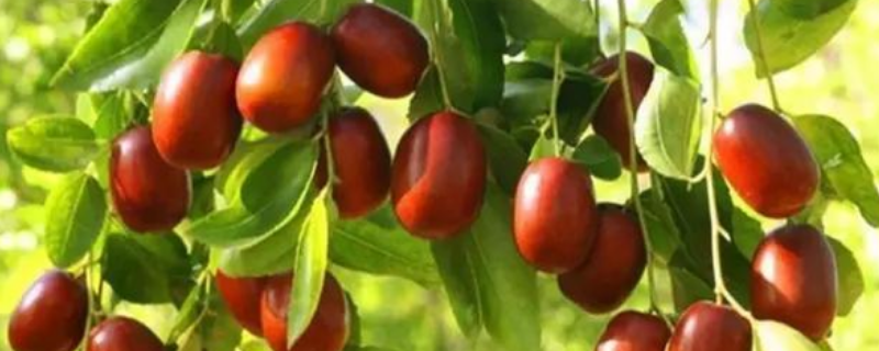 枣树是如何繁殖的，主要有以下五种方式