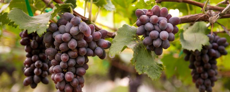 怎么种植葡萄，附葡萄的生长习性