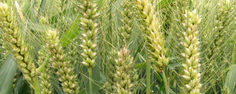 小麦的主要病害有哪些，附白粉病和纹枯病的防治方法