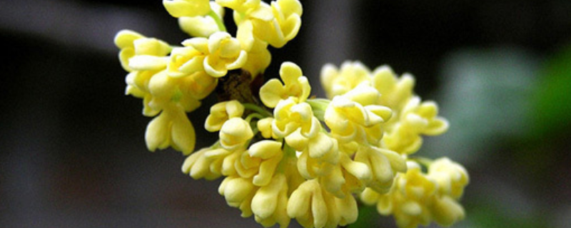 桂花属于哪科的植物，附桂花的常见品种介绍