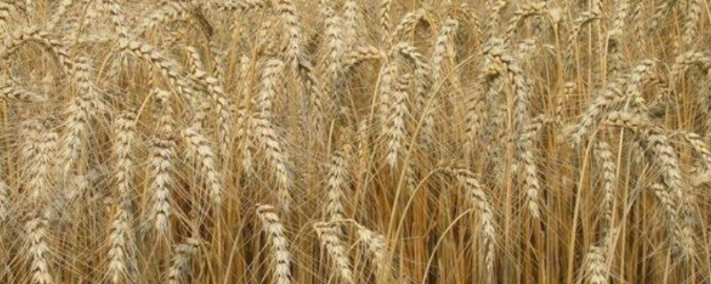 小麦是靠什么方式来传播种子的，附小麦高产种植技术