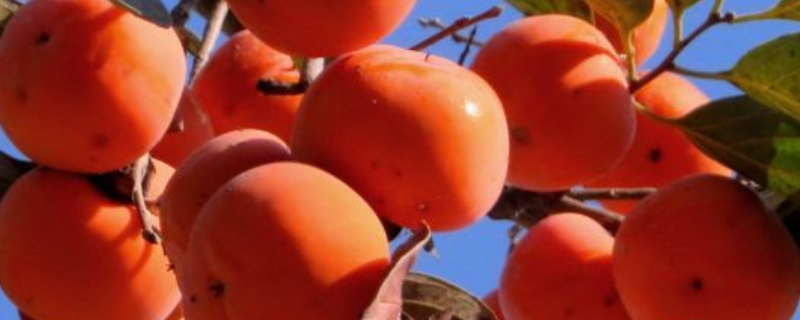 柿子树生虫该如何防治，主要虫害有哪些