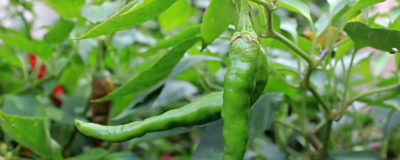 什么农药可用于辣椒，这些农药主要针对什么病症
