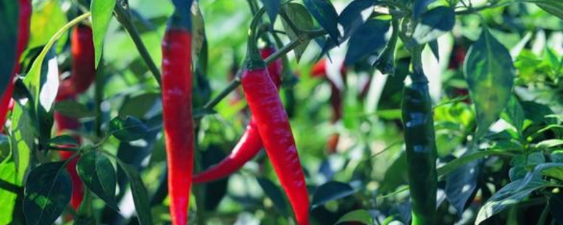 冬季辣椒应该如何种植，附大棚辣椒种植时间