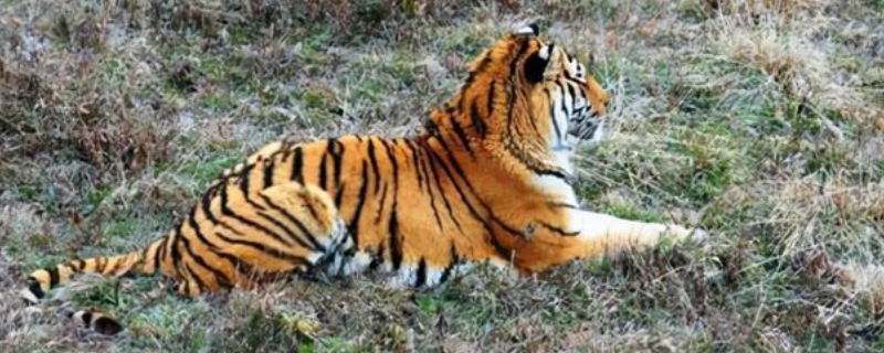 老虎是几级保护动物，尚存虎种有哪些