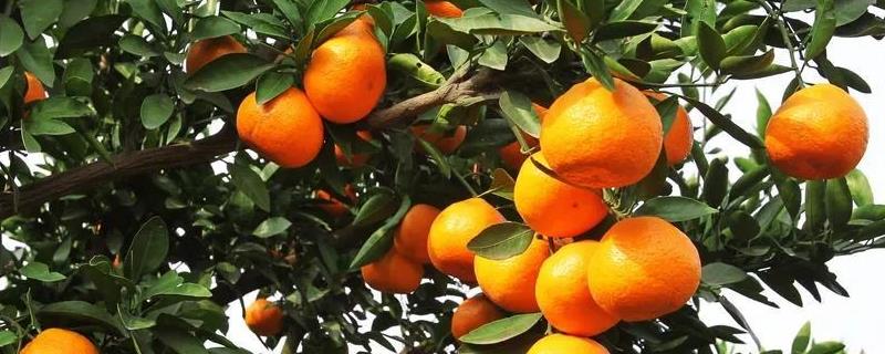 如何种植柑橘，有具体五点需要注意