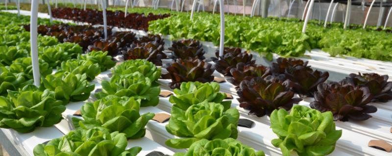 水耕蔬菜的种植方法，主要技术和管理方法