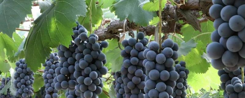广西葡萄何时成熟，附广西葡萄品种介绍