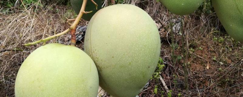 海南澳芒成熟时间，海南芒果常见品种有哪些